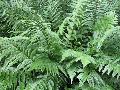 Japanese Wood Fern / Dryopteris pycnoieroides 